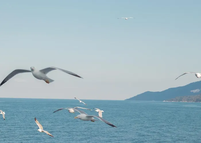 Amaya Pine Konukevi Panagia (Thasos)