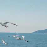 Amaya Pine Pensión Panagia (Thasos)