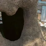 Amaya Pine Pensión 3*