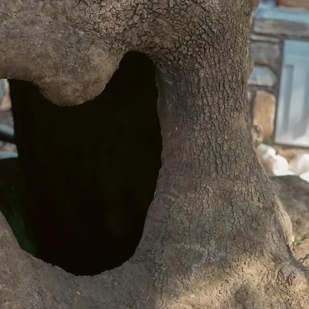 Amaya Pine Guest house 3*