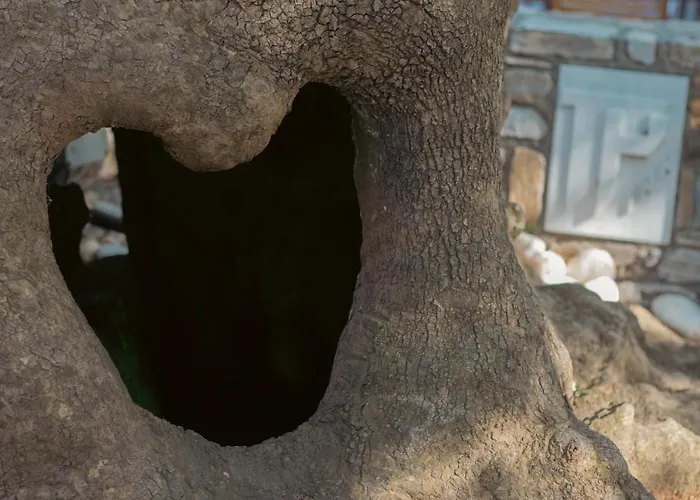 Amaya Pine Pensiune 3*